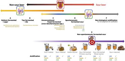 Acetic Acid Bacteria in Sour Beer Production: Friend or Foe?